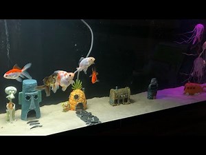 SpongeBob SquarePants Themed Fish Tank with Fancy Goldfish!