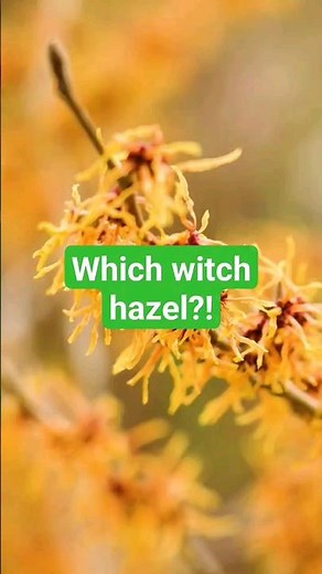 Which witch hazel? Your guide to Hamamelis cultivars #flowers #gardening