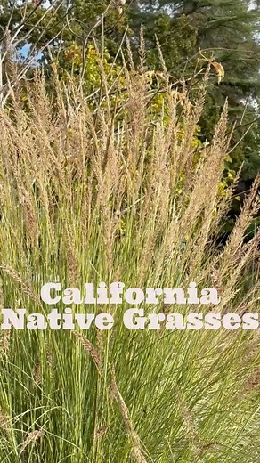 If you’re looking for a native grass that’s both beautiful and hardworking, look no further than Deer Grass, a California native that thrives in our Sonoma County climate. Why we love it: Deer Grass forms large, fountain-shaped clumps that can reach 3 feet tall and wide, with elegant flower stalks rising up to 5 feet. Its soft, arching leaves move gracefully in the breeze — adding motion and texture to the garden year-round. Ecological benefits: Provides nesting material for native bees Offers c