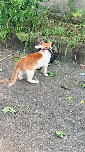 😻Sometime we don't know how to separate them🐈 #cat #kitten #adorably #matercat #cute
