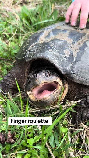 Alligator snapping turtle are awesome but be safe. Phew 😮‍💨 #aligatorsnappingturtle #farmlife #farmtok #farm #natureschool