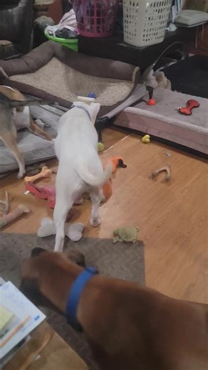 Thank you Alan and Carol Schmitz for the box of TOYS and other items! As you can see the fur kids are loving the toys so much. We can't thank you enough! Merry Christmas 🎅 🎄 Look to adopt at www.caninecastawaysrescue.org/s/adopt | Canine Castaways Rescue, Inc.