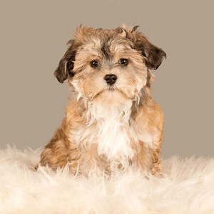 Havanese Puppies Near Me | Available Dogs | Lawrenceville GA