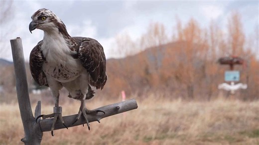 Return of the Raptor: Montana osprey journeys