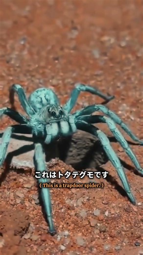 4番目の奴を見たら、俺の先生の格好に思い出すわ! #自然の不思議 #動物雑学 #生き物 #豆知識