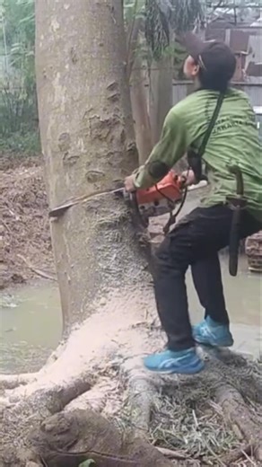 large cut down trees Woodworking tips and tricks chainsaw #shortvideo #treecutting