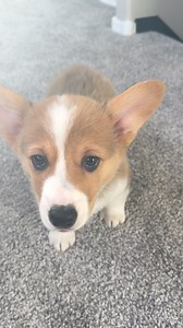 Introducing baby Waffles!! 9 week old Pembroke welsh corgi! | Andy Barnes