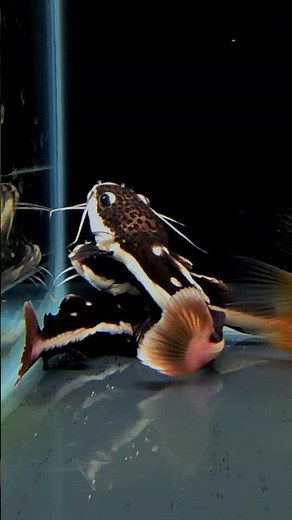 Redtail Catfish – The Giant Beauty of the Amazon! 🐟🔥 #Shorts #LianaFish