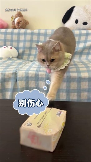 可以把小秘密告诉咪的，你们就是招财的电子主人#lucky #cat #萌寵 #cute #funny #shorts