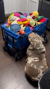 THE JOKER IT IS…🃏 #barkleythabulldog #englishbulldog #bulldog #washday #dogtoys #dogtoysofinstagram | Tabitha Moore