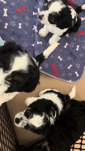 cavapoo puppy playtime