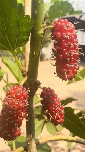 Fast growing red berri #fruit #nature #plants