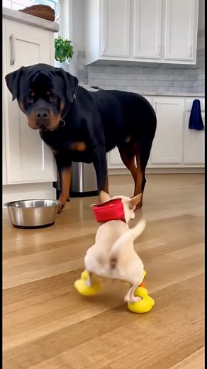8M views · 50K reactions | Rottweiler Throws His Squeaky Friend in the Trash 閭 #chihuahua #rottweiler #funnyvideos #aivideo | Lala Sana | Facebook