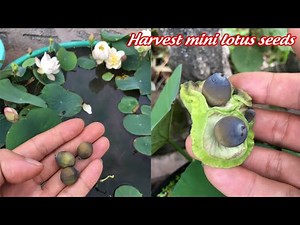 Harvest mini lotus seeds in pots and grow new lotus pots | grow mini lotus at home