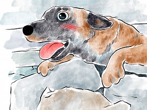 搜救犬训练救人第一视角。狗子：不要怕，我找到你了。