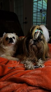 123 reactions · 14 comments | These two are so cute 殺 | Zoe Mia Asia | Facebook