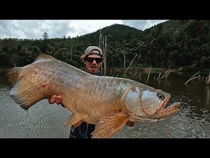 DRAGON fish? - Really Prehistoric fish in Australia ( Saratoga ) BORUMBA DAM