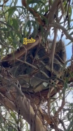 sleeping koala spotted #koala #bear #shorts #shortsfeed #animalshorts