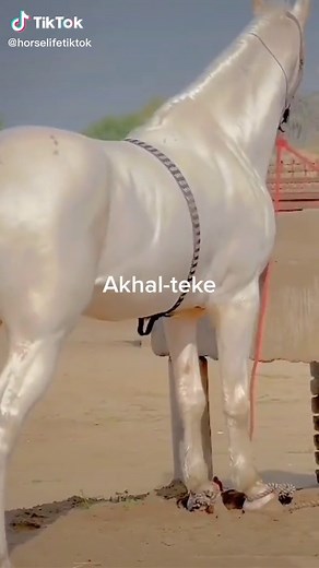 #horse #akhalteke #fyp #nature
