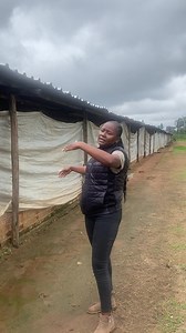 Attention Broiler Farmers! We are recapping the broiler #backtobasics tips in a series of videos from our tech team. Here is Bianca to recap step 1 - how to setup your fowl run! #TechTipTuesday #techtips #broilers #poultry #farming #Profeeds #2023goals #reachyourgoals | Profeeds