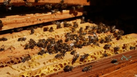 clip-4037127185-open-beehive-apiary-bees-on-wooden-frames