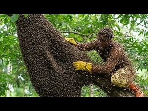 Traditional Wild Bee Hunting – Dangerous but Skillful