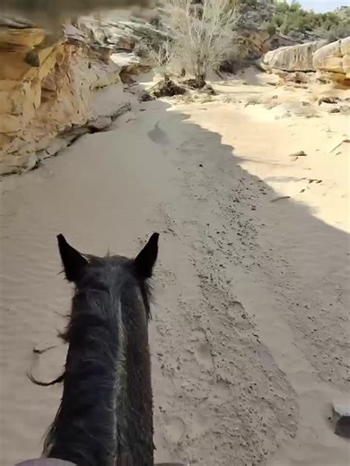 Things got a little wild! #broncs #cowboy #ranching #roping | cowboy