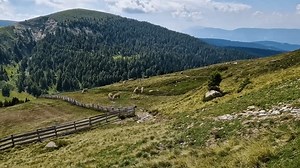 Pascolo di cavalli Avelignese Haflinger su un prato di alta montagna