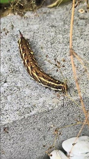 Hawk-moth caterpillar # Convolvulus hawk-moth caterpillar # Agrius Convolvulus