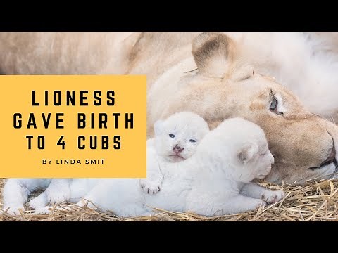 Life at the zoo | Lioness Malindi gave birth to four adorable cubs