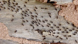termite walking on bark background