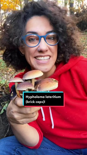 Exploring the World of Hypholoma Lateritium: A Mushroom Forager's Guide