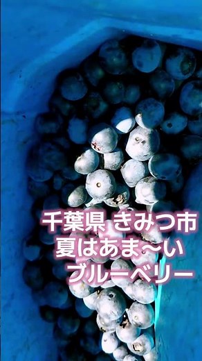 7月〜千葉県君津市、木更津、富津、袖ケ浦では甘いブルーベリーがたくさんとれます✩無農薬が多くそのまま食べられるブルーベリー狩り♪JA農協や直売所、スーパーなどにも朝どれ新鮮な果実が並びます！ぜひ♪