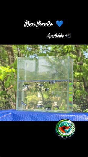 Blue Panda available#guppy
