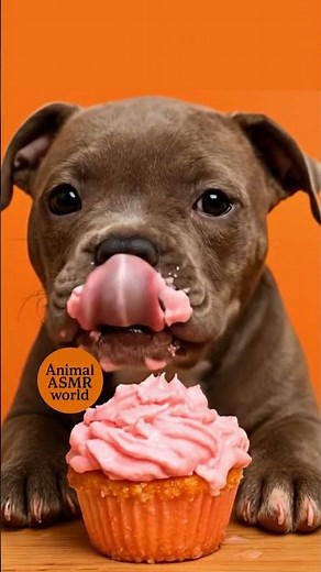 Cute Dog Eating Cake 🎂🐶 | Relaxing ASMR Sounds