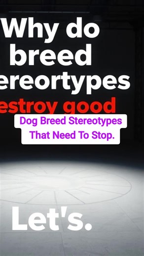 Dog Breed Stereotypes That Need To Stop Dog breed comparison Dog breeds Dog behavior breed stereotypes explained dog temperament facts #BreedStereotypes #PitbullTruth #DogMythsDebunked #DogTemperament #DogDebate