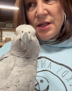 ADOPTED!! Meet Darla, a wild caught Congo African Grey who we believe is 34-40ish. She warms up pretty quickly to the female caregiver who talks to her in sweet tones. She is a sexed female, and has quite a personality on her. She’s just a doll. She’s a great example of an older person wanting a bird - she’s a great fit for a stay at home retiree who just wants to dote on their bird for companionship and love. She’s a good fit for that lifestyle. She’s pretty quiet as far as birds go - she can c