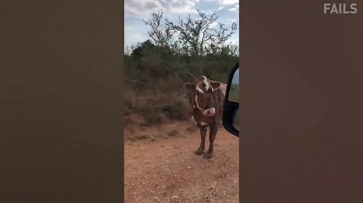 TRY NOT TO LAUGH - Funny Videos 2020 - Best Clean Vines Compilation in 30 minutes - video Dailymotion