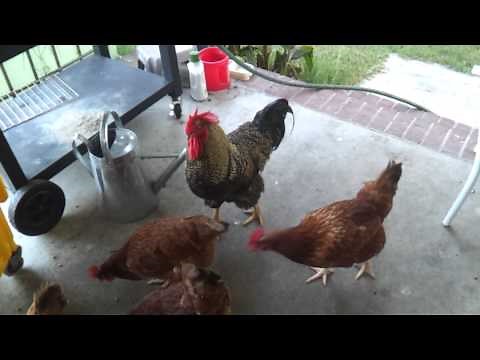 Rooster calls hens for food