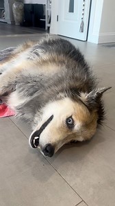 195K views · 6.6K reactions | My dog is completely triggered by the word noodle. #huskies #dogs #funnydogvideos | The Half Husky Bros | Facebook