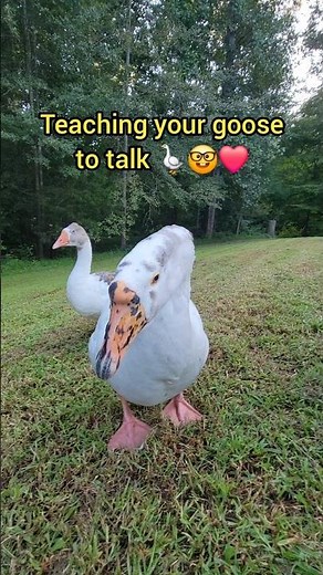 Teaching your goose to talk #goose #geese #drewandlulu