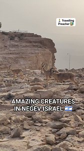 Amazing Ibex in Negev Israel. #Israel #travel #holyland #reelsviralシ #follow #share | Pastor Aries Paduga - The Travelling Preacher in Israel