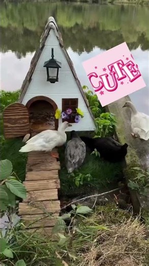 Adorable duck house | Creative idea #duck #ducks #nature #birdhouse #house #wildlife #creative #idea
