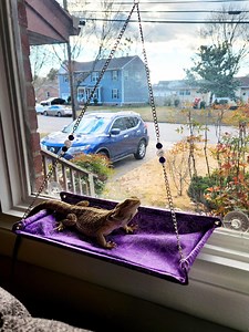 Bearded Dragon Lizard Window Hammock Perch Lounge: Multiple Sizes & Fabric Colors/styles - Etsy