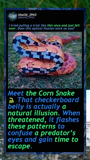 Why This Snake Has A Checkerboard Belly! 🐍 #Snakes #Reptiles #Nature