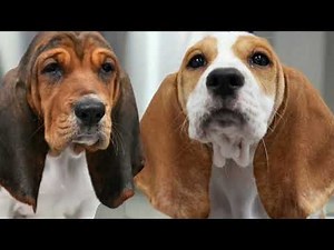 Basset Hound: The Ultimate 3-Minute Guide