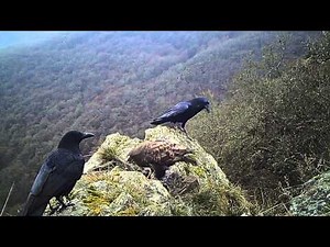 Kolkrabe - Rabenkrähe - Vergleich © Lothar Lenz