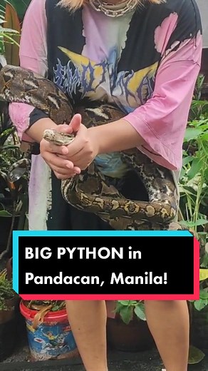 Rescuing a Giant Reticulated Python in Manila