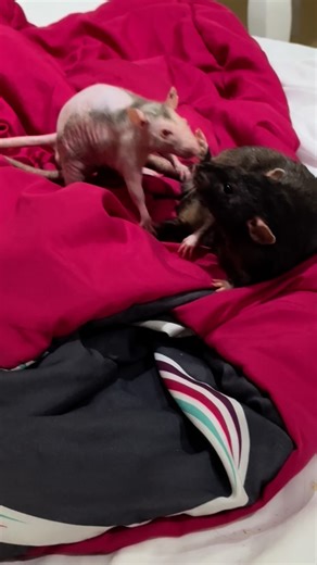 Inshallah They Will Be Eaten on Instagram: "Skinny twink and big black man ‼️ - - - #rat #rattie #petrat #ratsofinstagram #ratcommunity #petrats #rats #exoticpets #ratstagram #ratsagram #petlovers #animallovers #petfriendly #exoticpets #ratsofig #ratslove #fancyrats rat rattie petrat ratsofinstagram ratcommunity petrats pet rats exoticpets exotics ratstagram ratsagram"