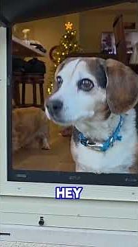 Stop Waiting! The 60 Second Screen Door Dog Door Solution is Here!